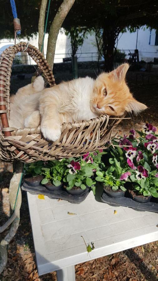 B&B Il Gatto Nero Castelveccana Zewnętrze zdjęcie